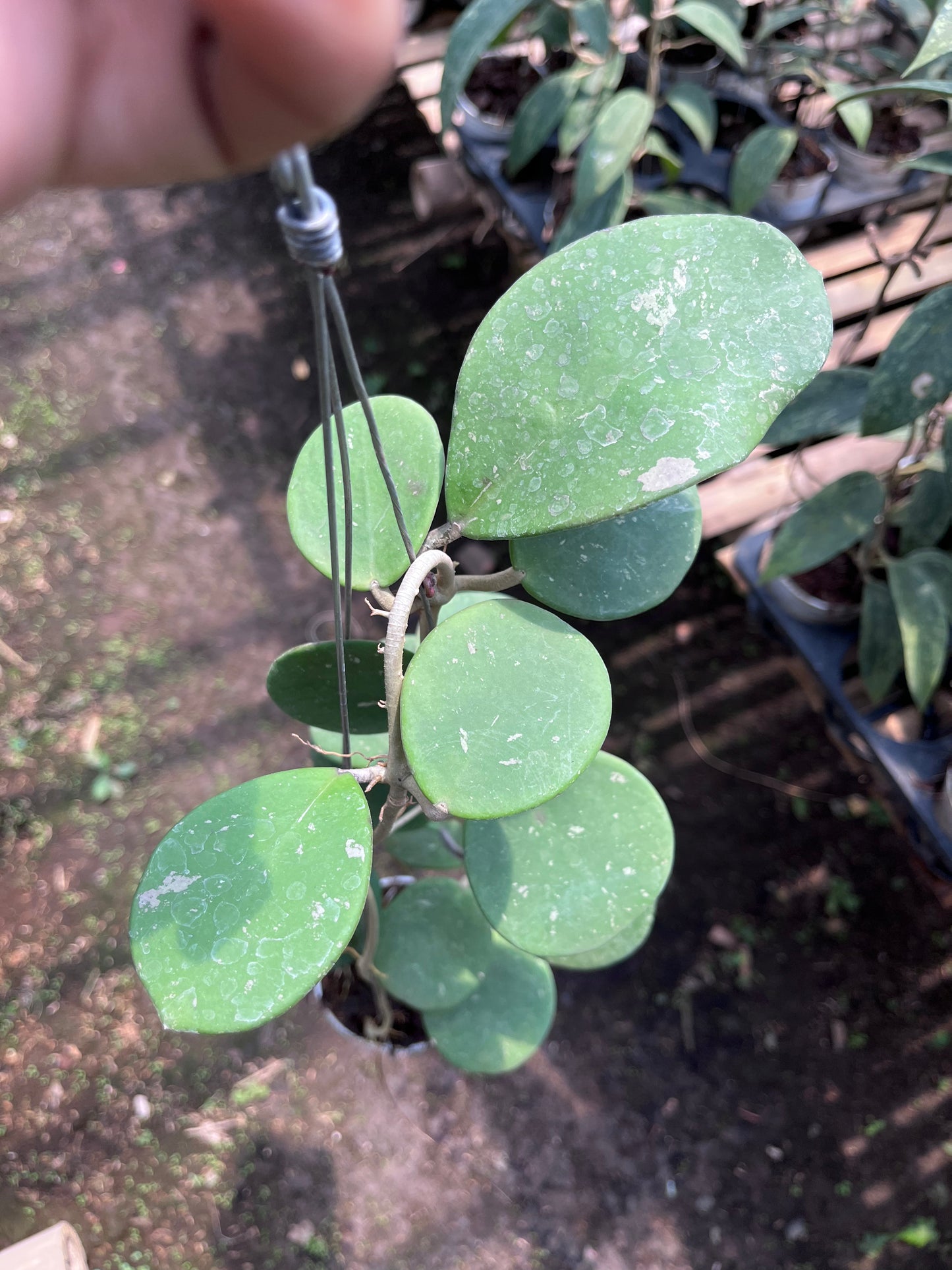 Hoya Obovata
