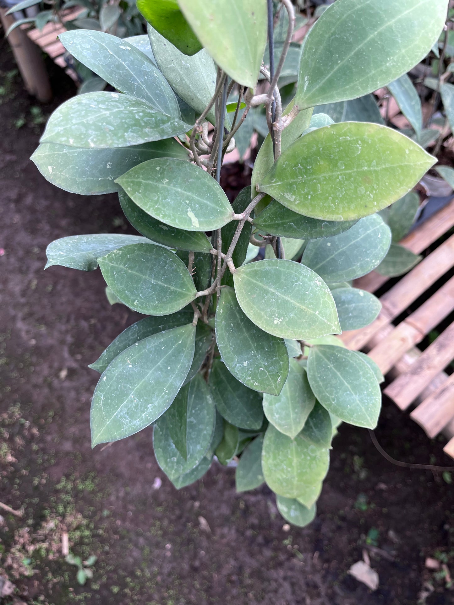 Hoya Tomataensis