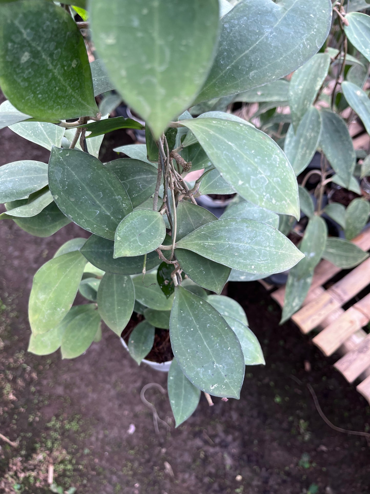 Hoya Tomataensis