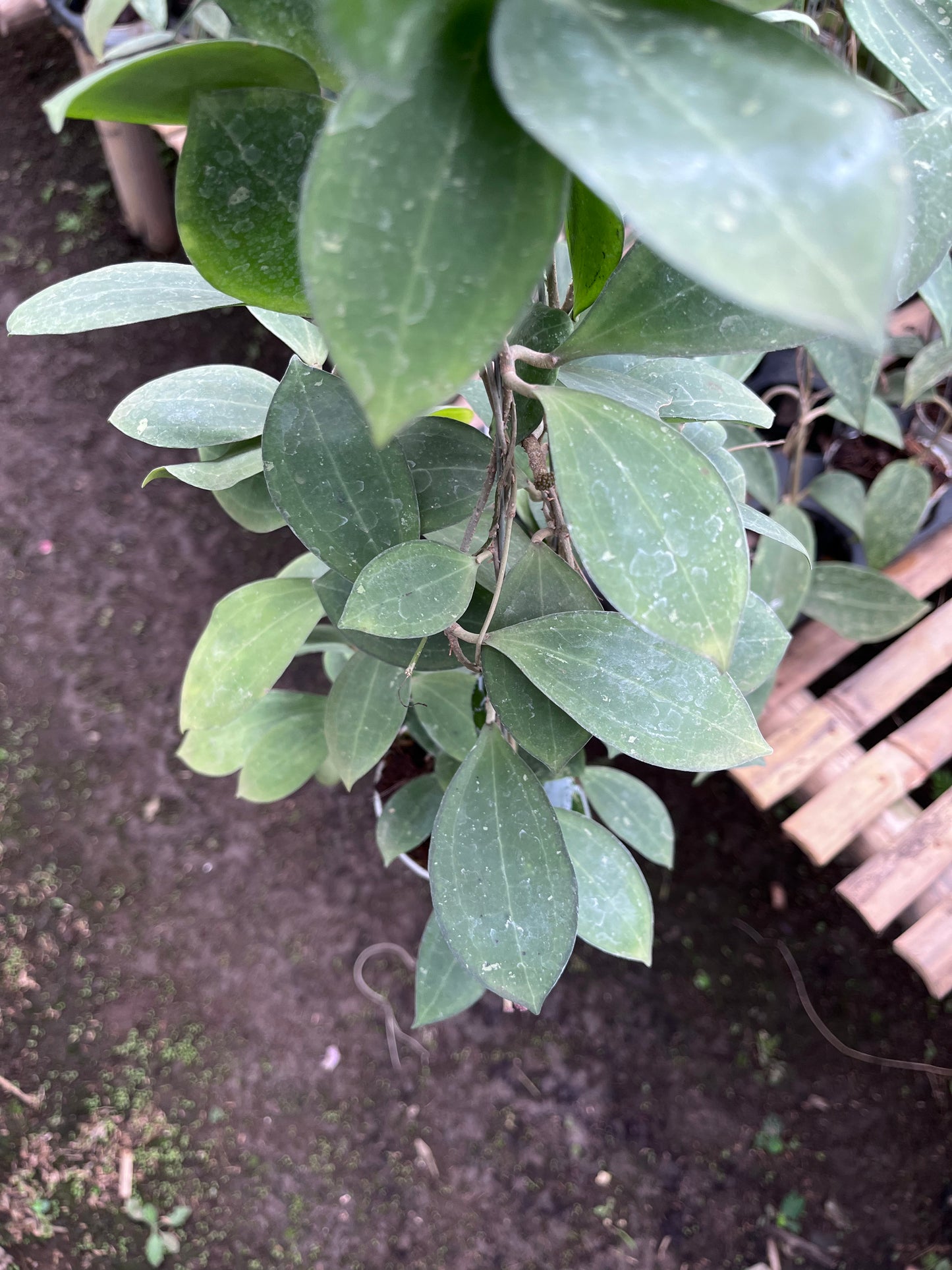 Hoya Tomataensis