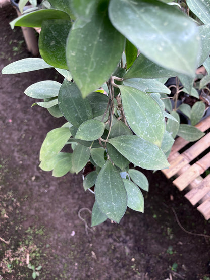 Hoya Tomataensis