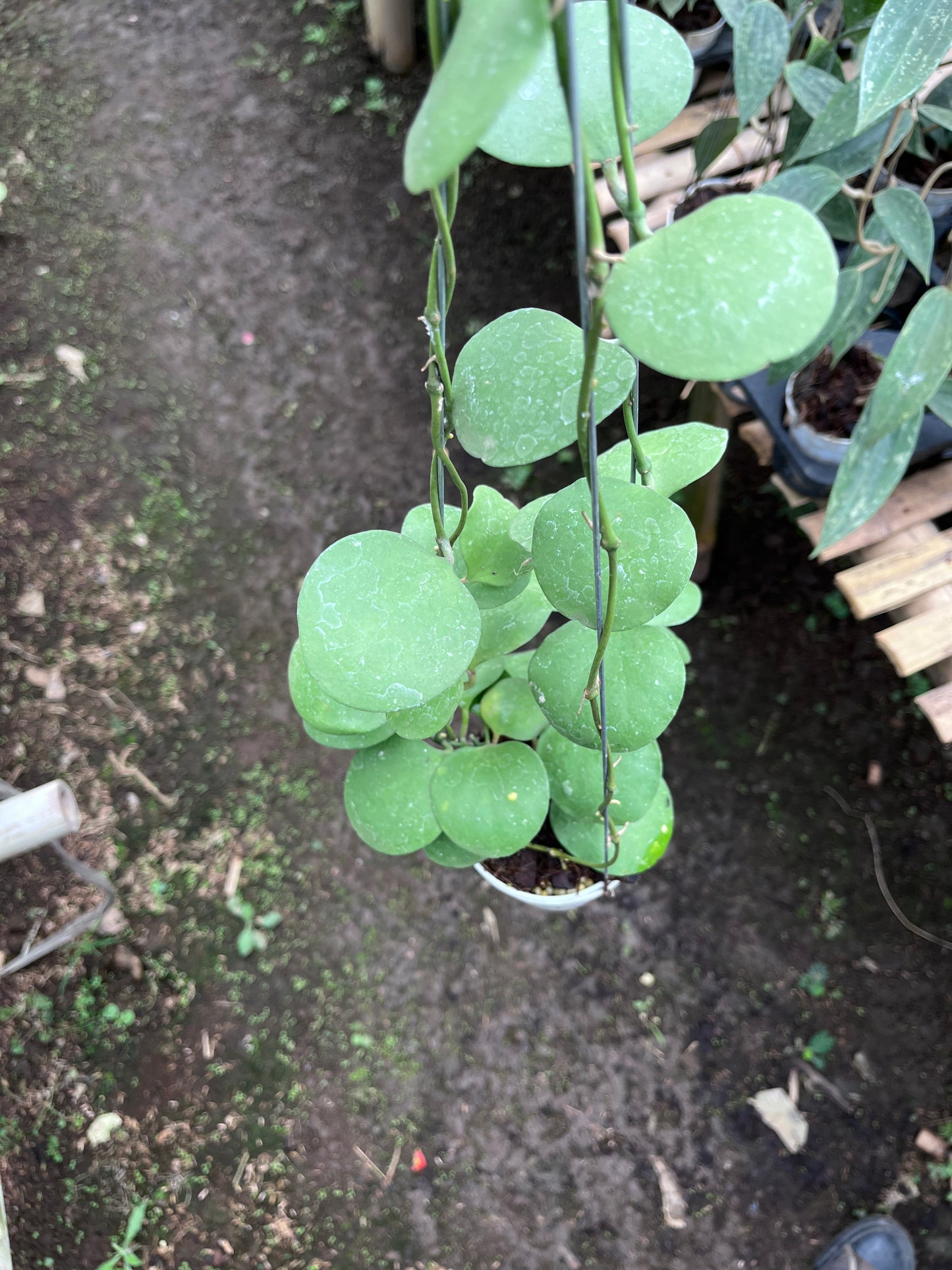 Hoya Katsbergii