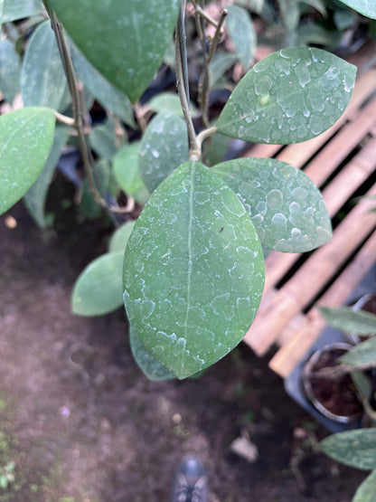 Hoya Erythrostemma