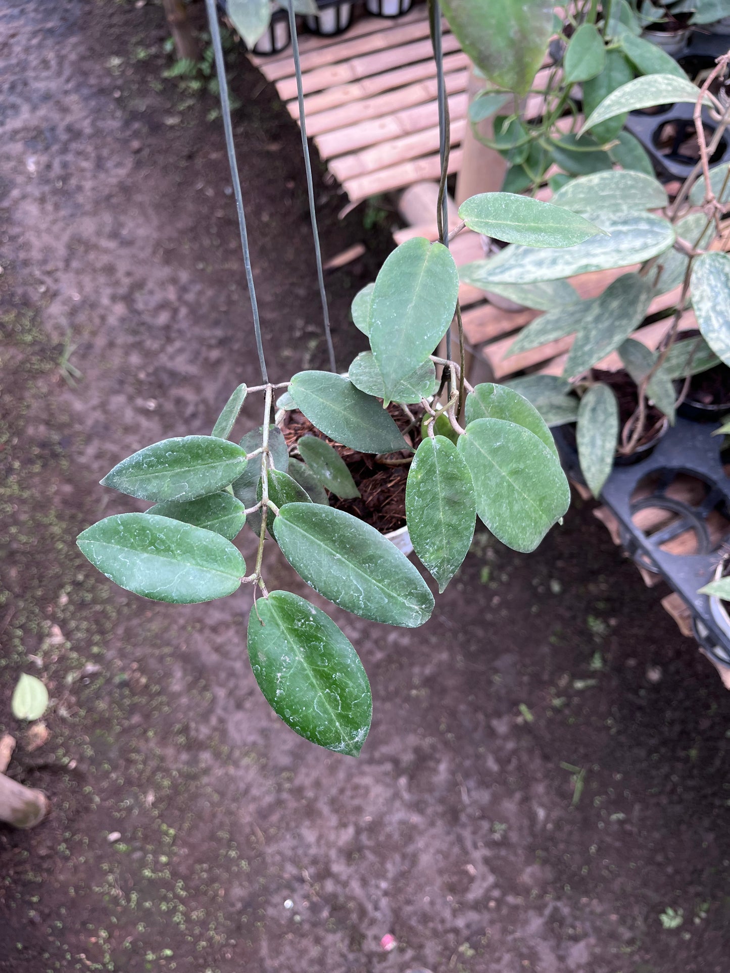 Hoya Piestolepies