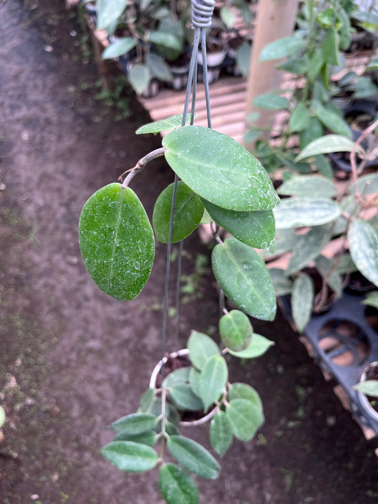 Hoya Piestolepies