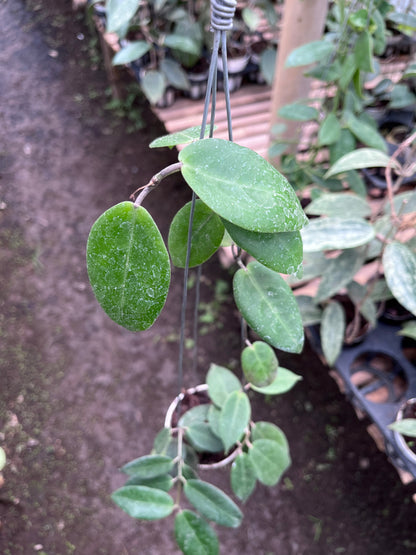 Hoya Piestolepies