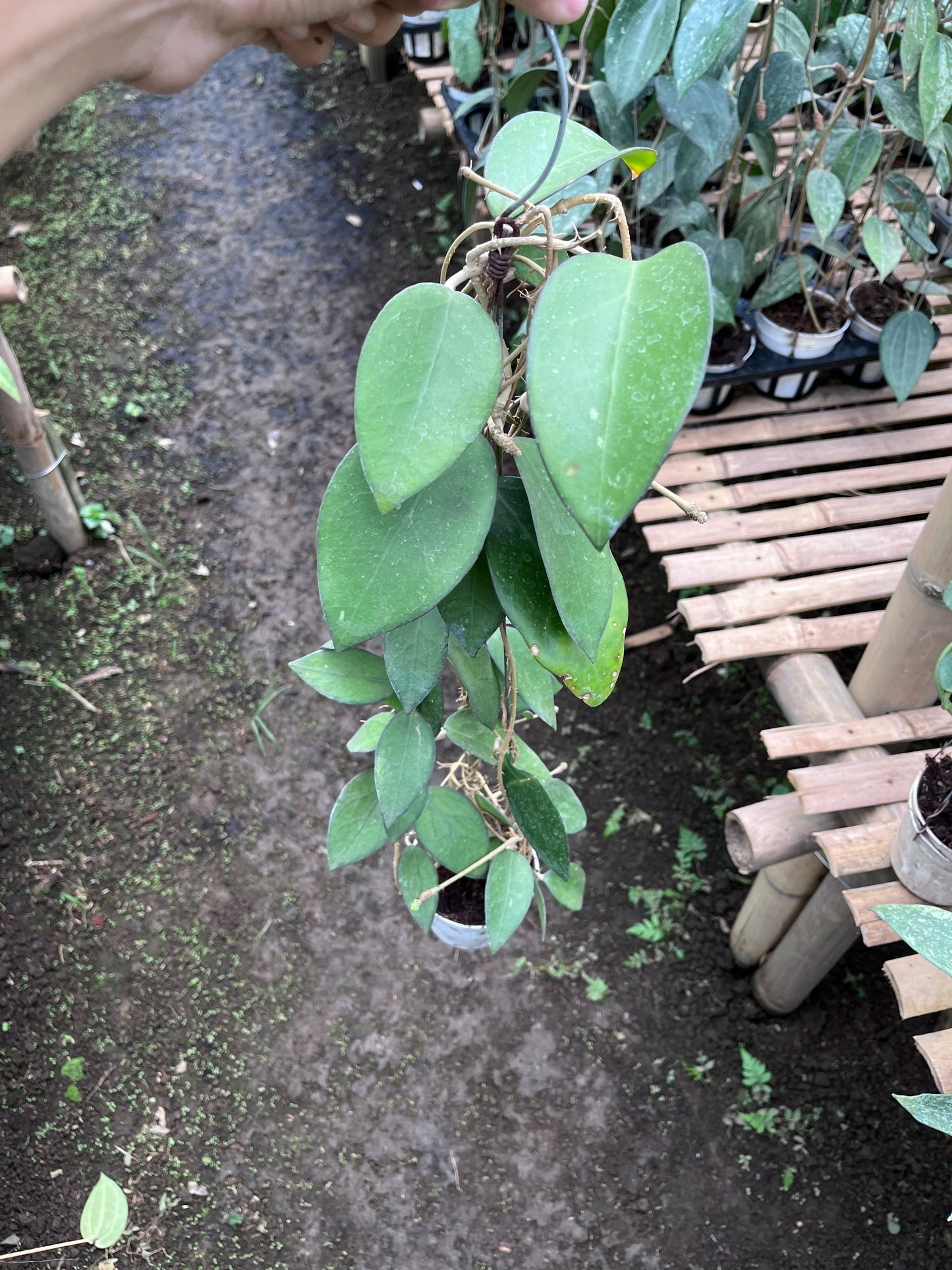 Hoya Vitellina