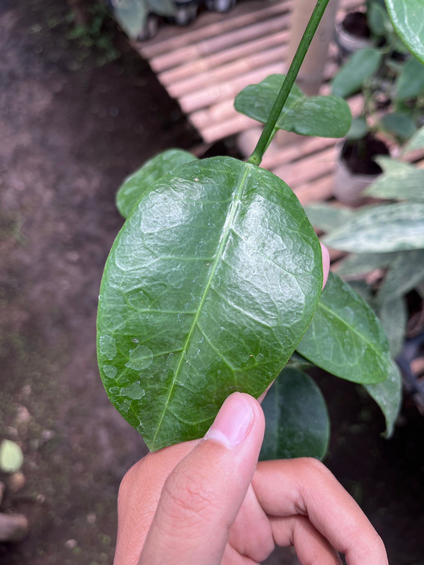 Hoya Eriostemma