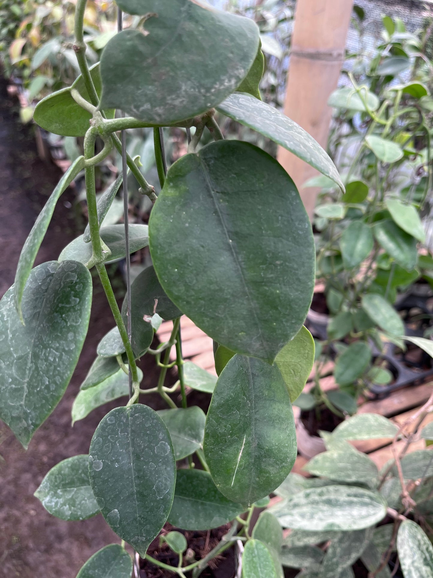Hoya Eriostemma
