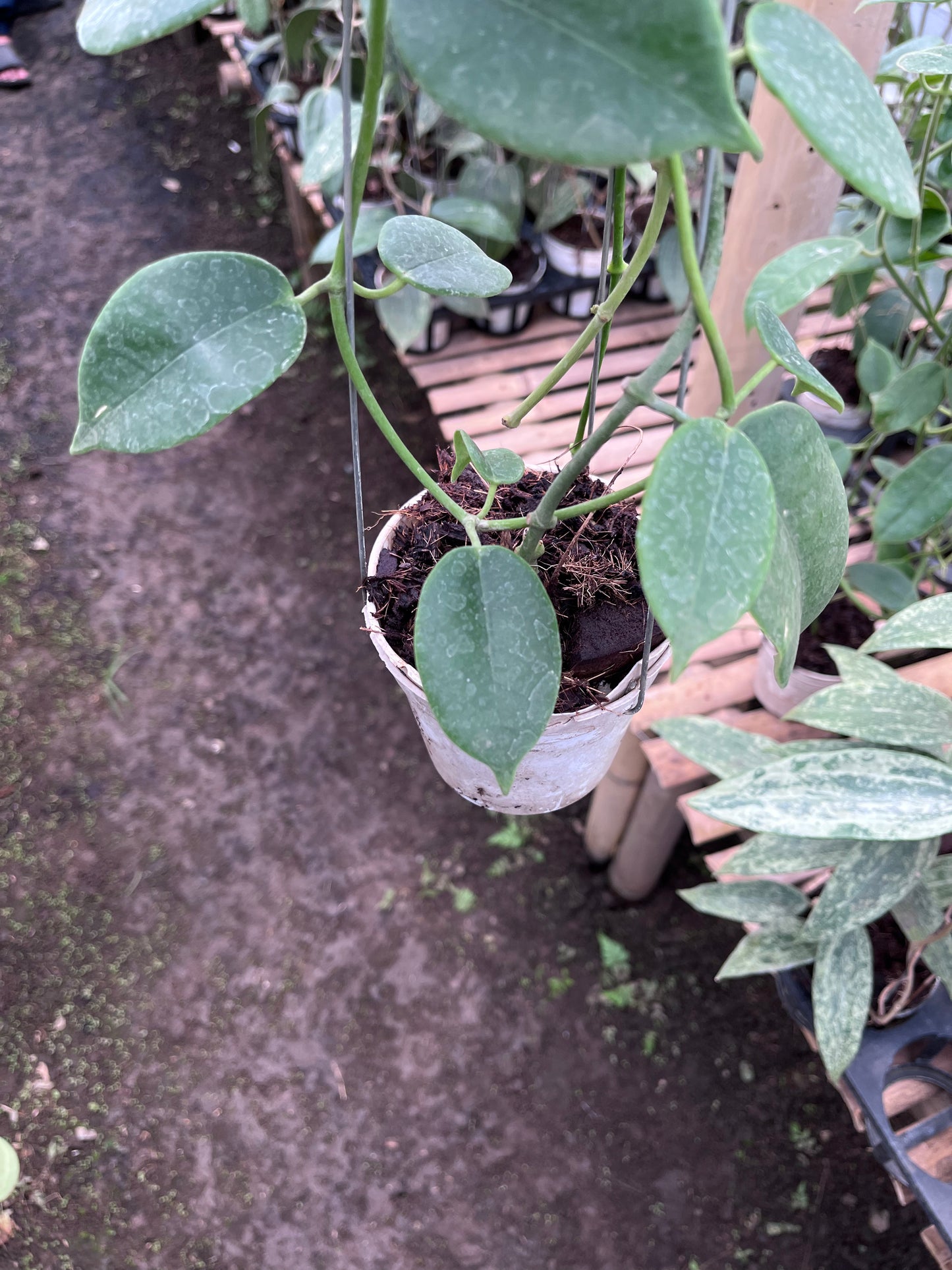 Hoya Eriostemma