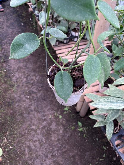 Hoya Eriostemma
