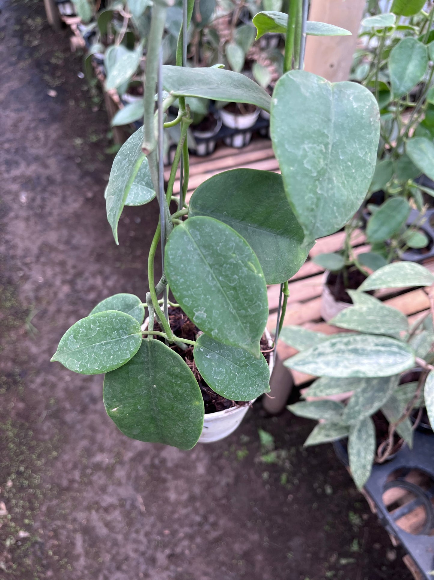 Hoya Eriostemma