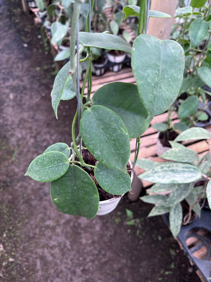 Hoya Eriostemma