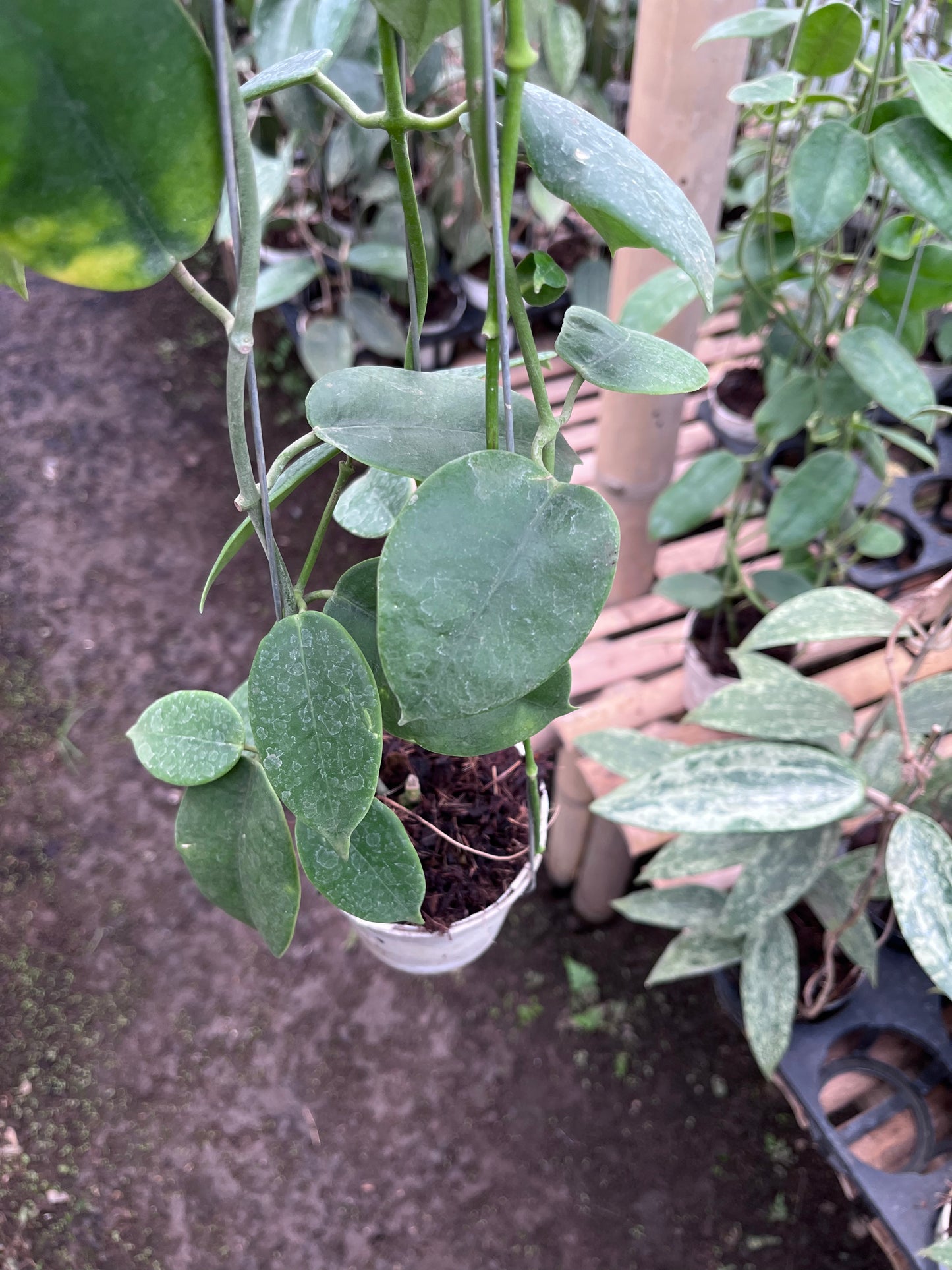 Hoya Eriostemma