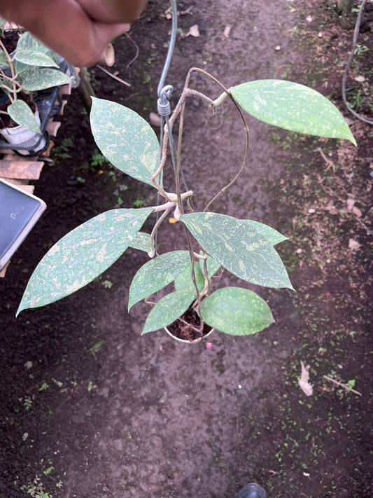Hoya Verticilata Jabar
