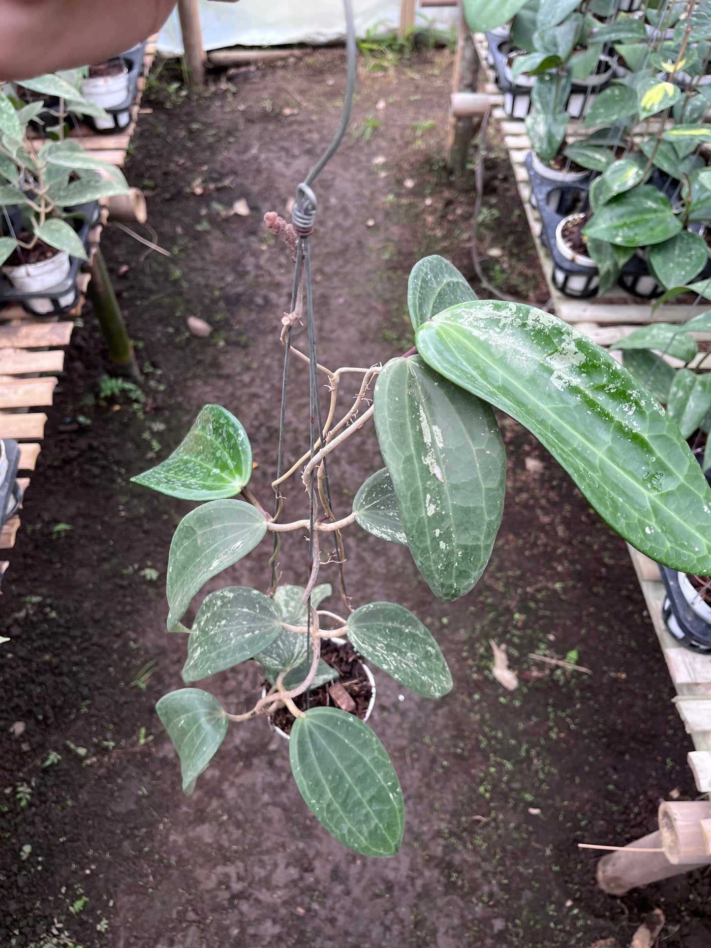 Hoya Machrophylla Splash