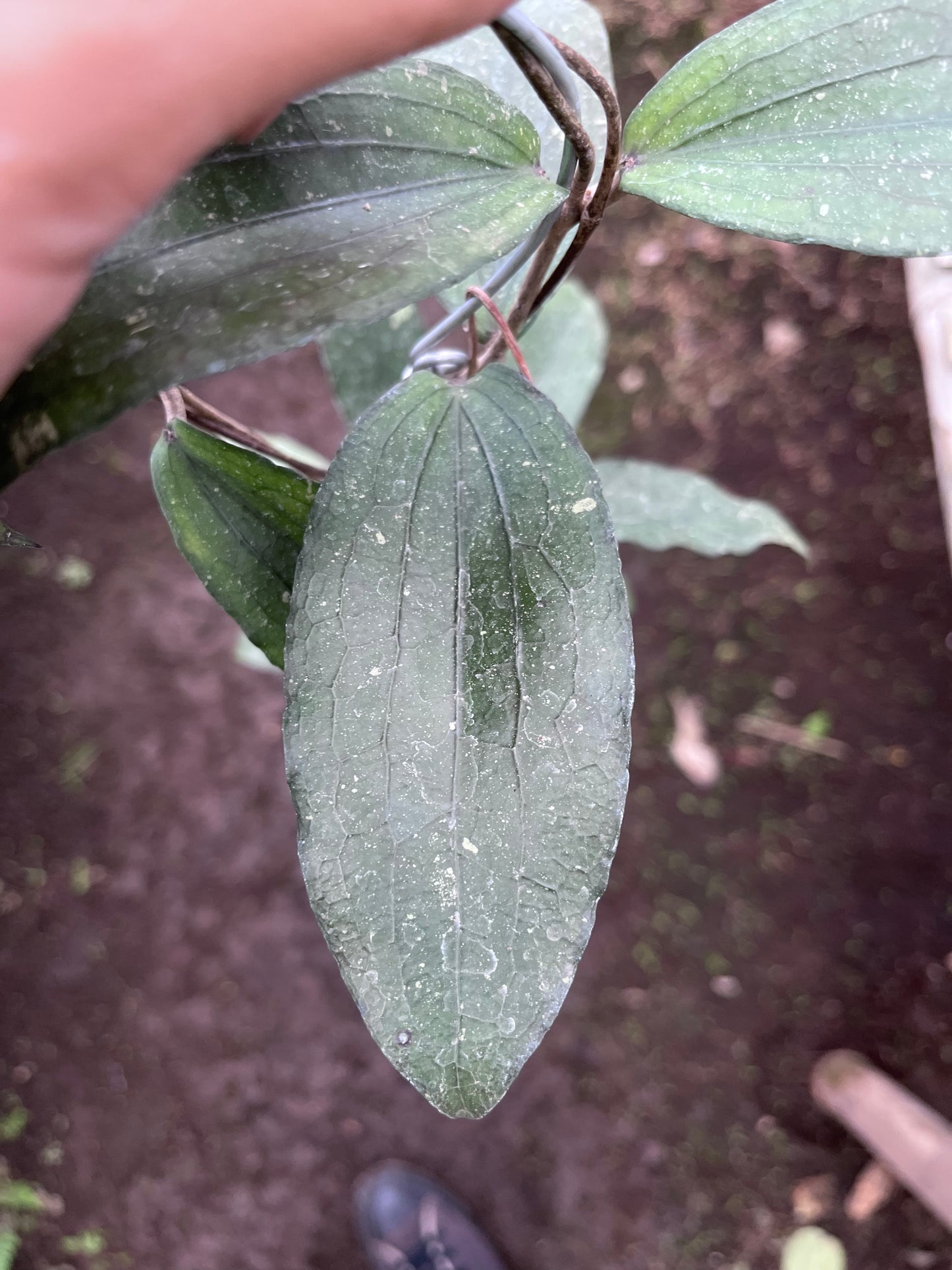 Hoya Erythrina Bajo