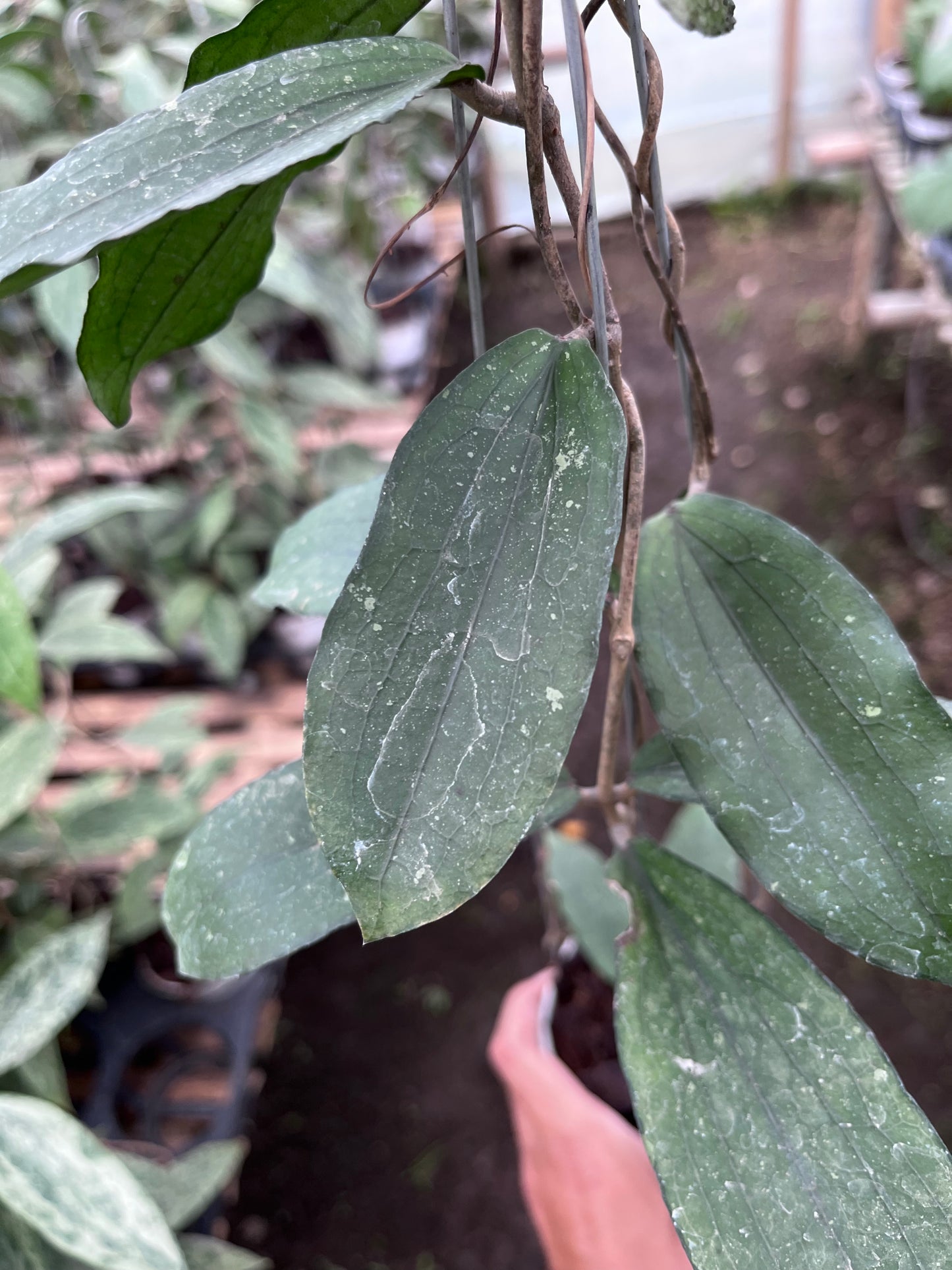 Hoya Erythrina Bajo