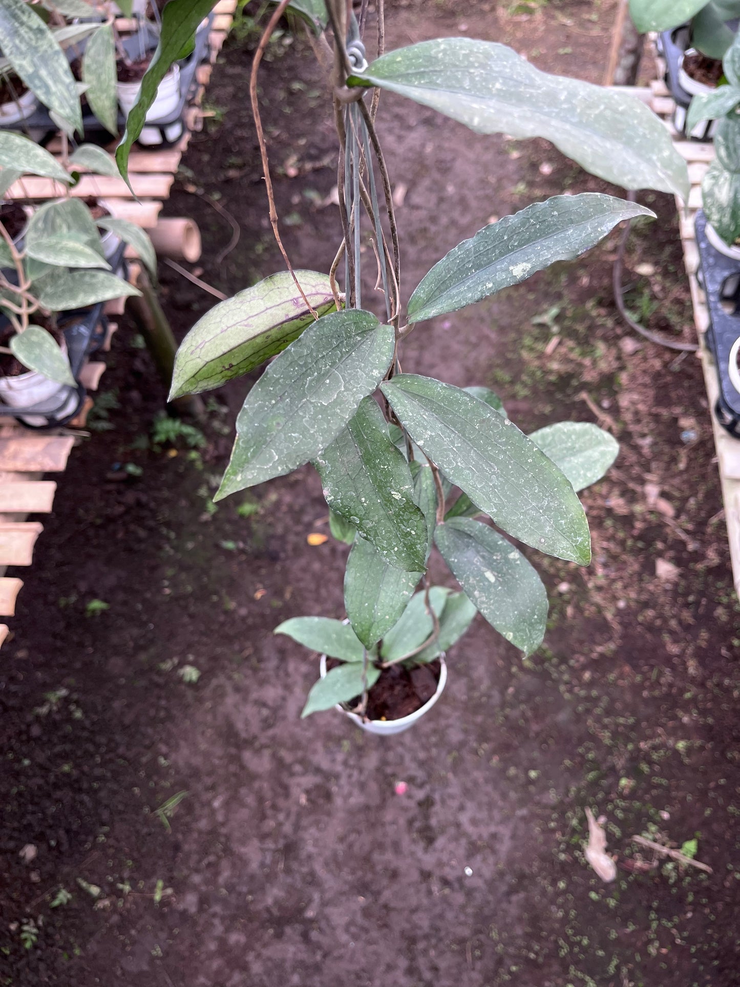 Hoya Erythrina Bajo