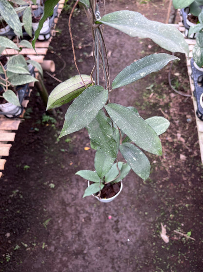 Hoya Erythrina Bajo