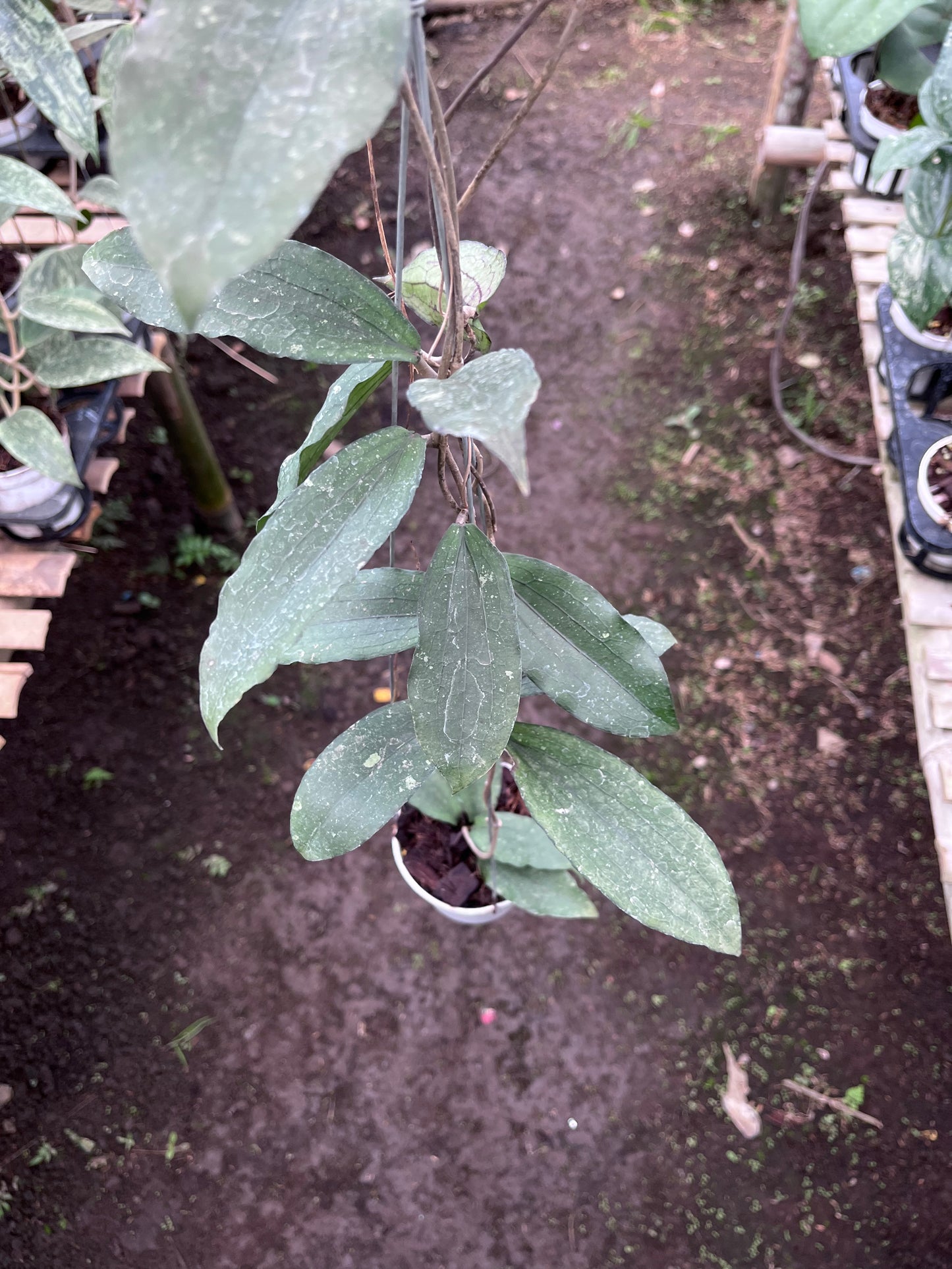Hoya Erythrina Bajo