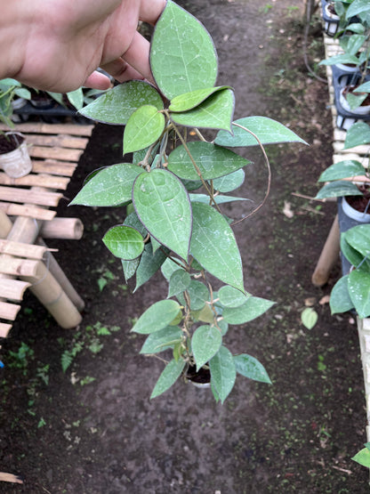 Hoya Verticilata MA07