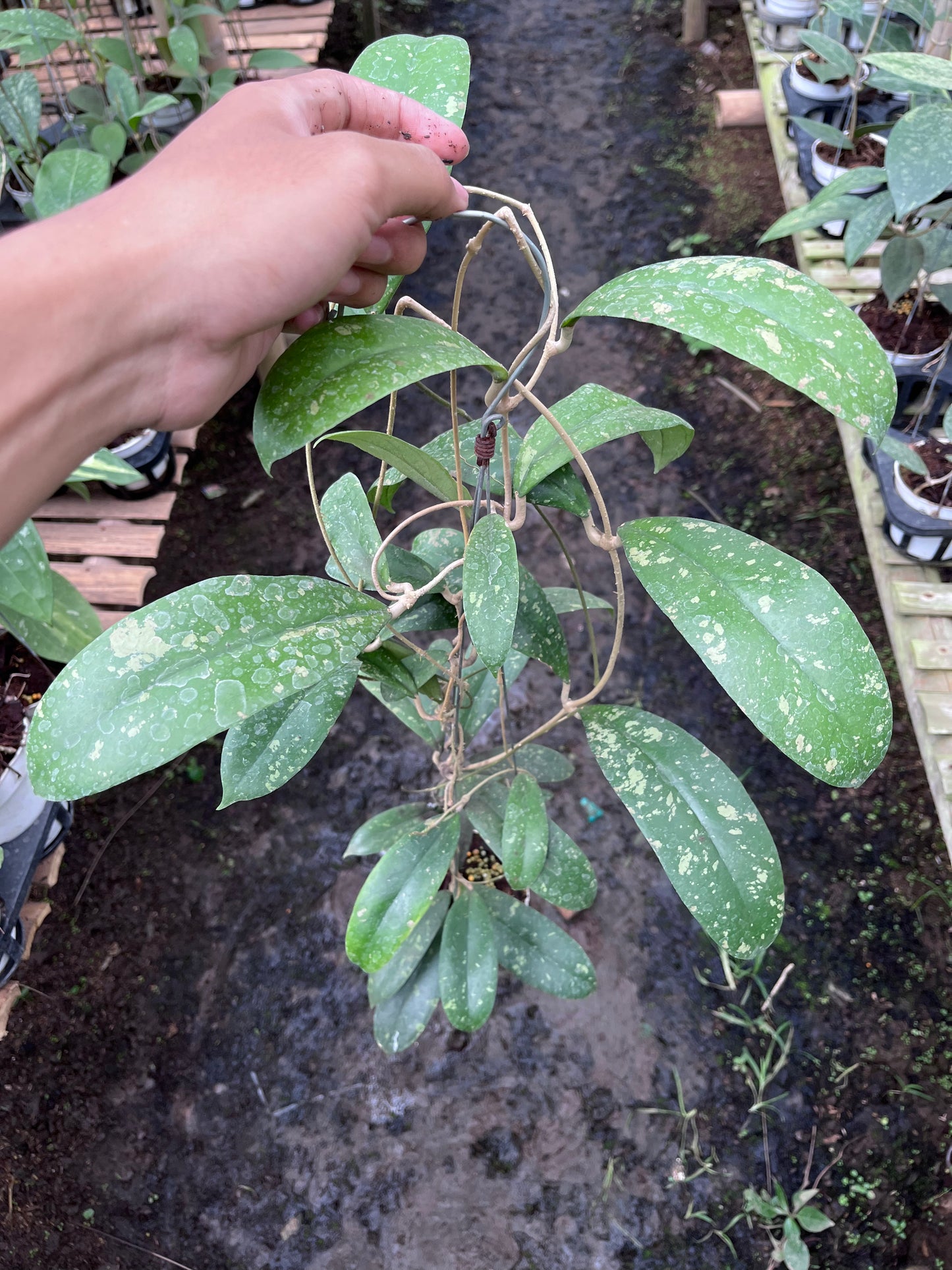 Hoya Forbesii Jabar