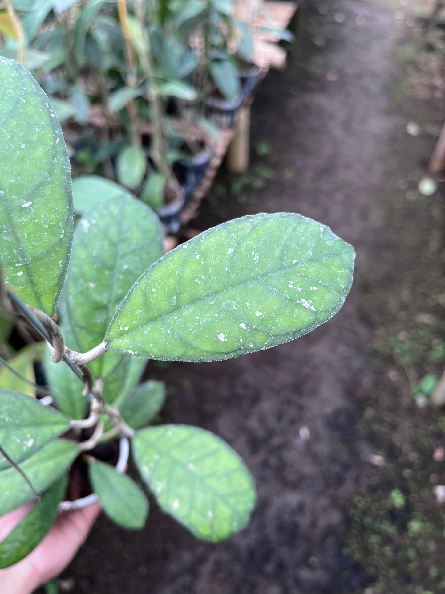 Hoya Larissa