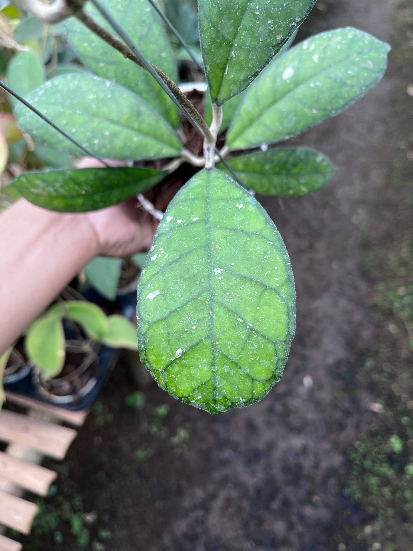 Hoya Larissa