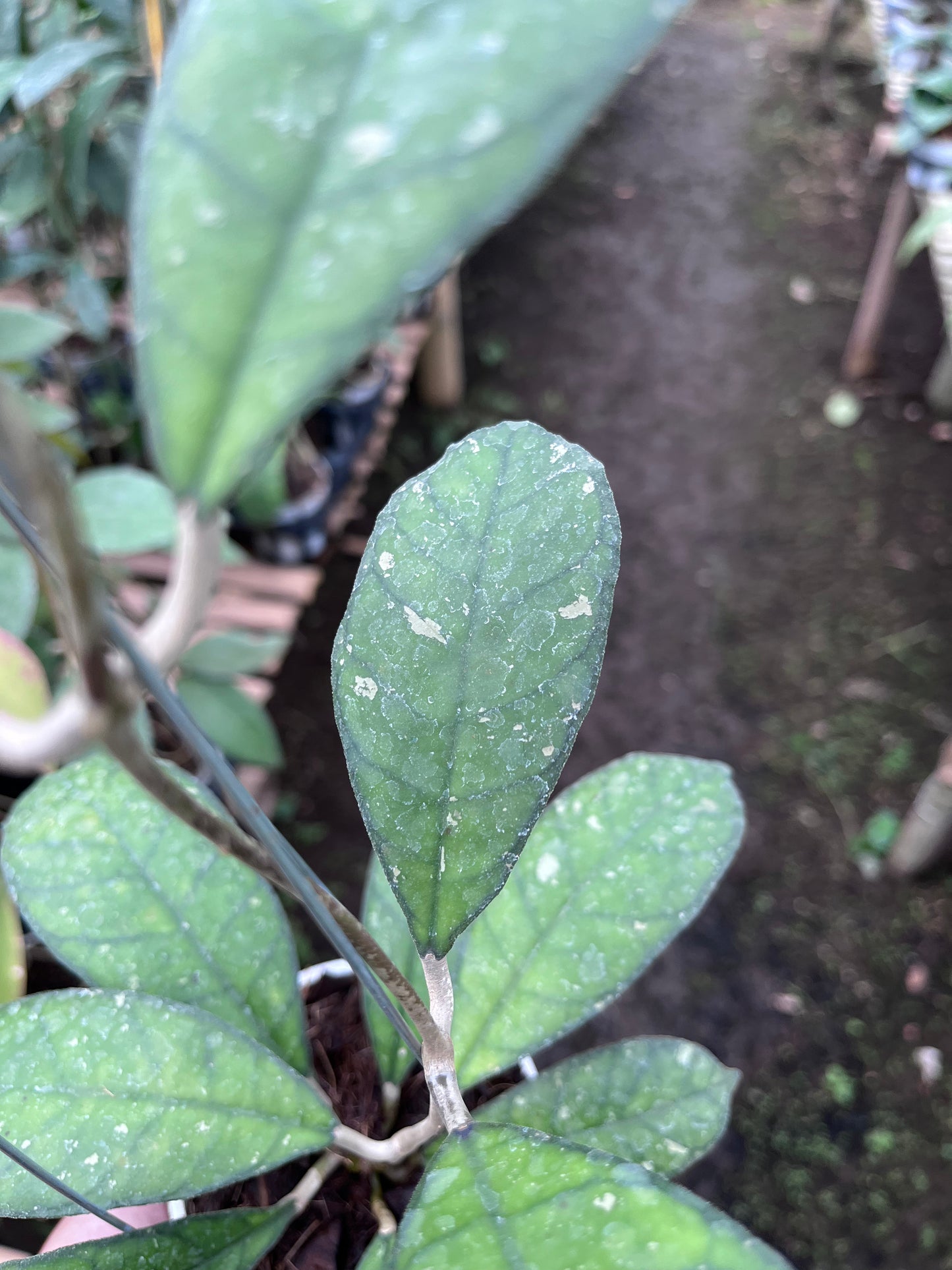 Hoya Larissa