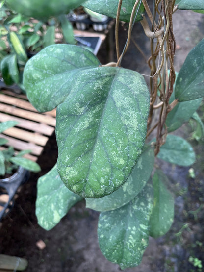 Hoya Meridithii Aceh