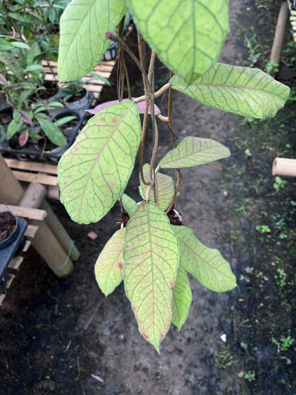 Hoya Meridithii Sabbah