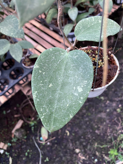 Hoya Glabra Splash