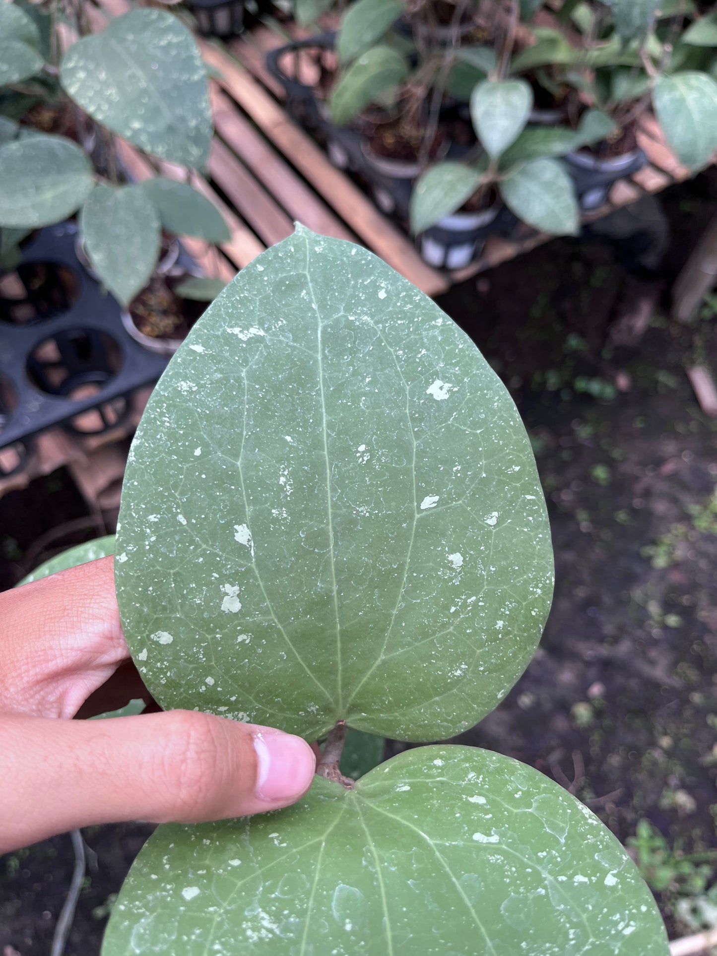 Hoya Glabra Splash