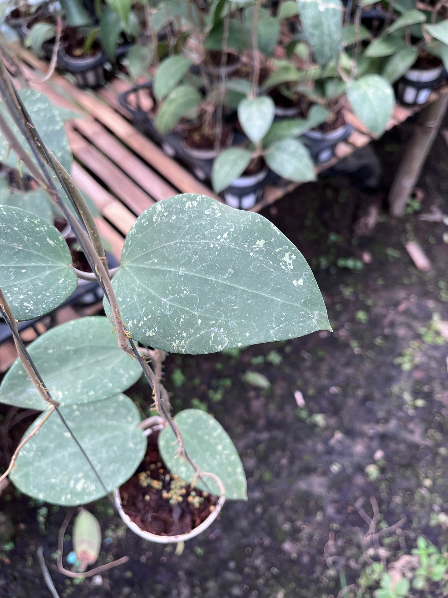 Hoya Glabra Splash