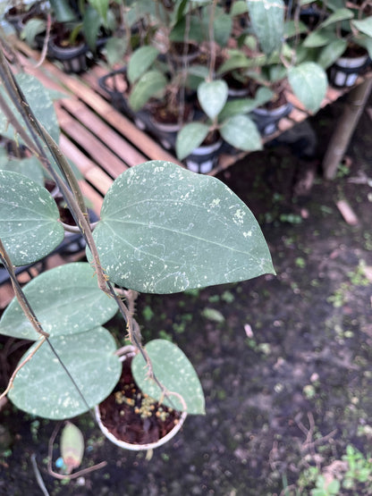 Hoya Glabra Splash