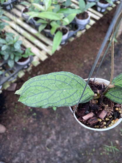 Hoya Tanggamush Regular