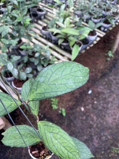 Hoya Tanggamush Regular