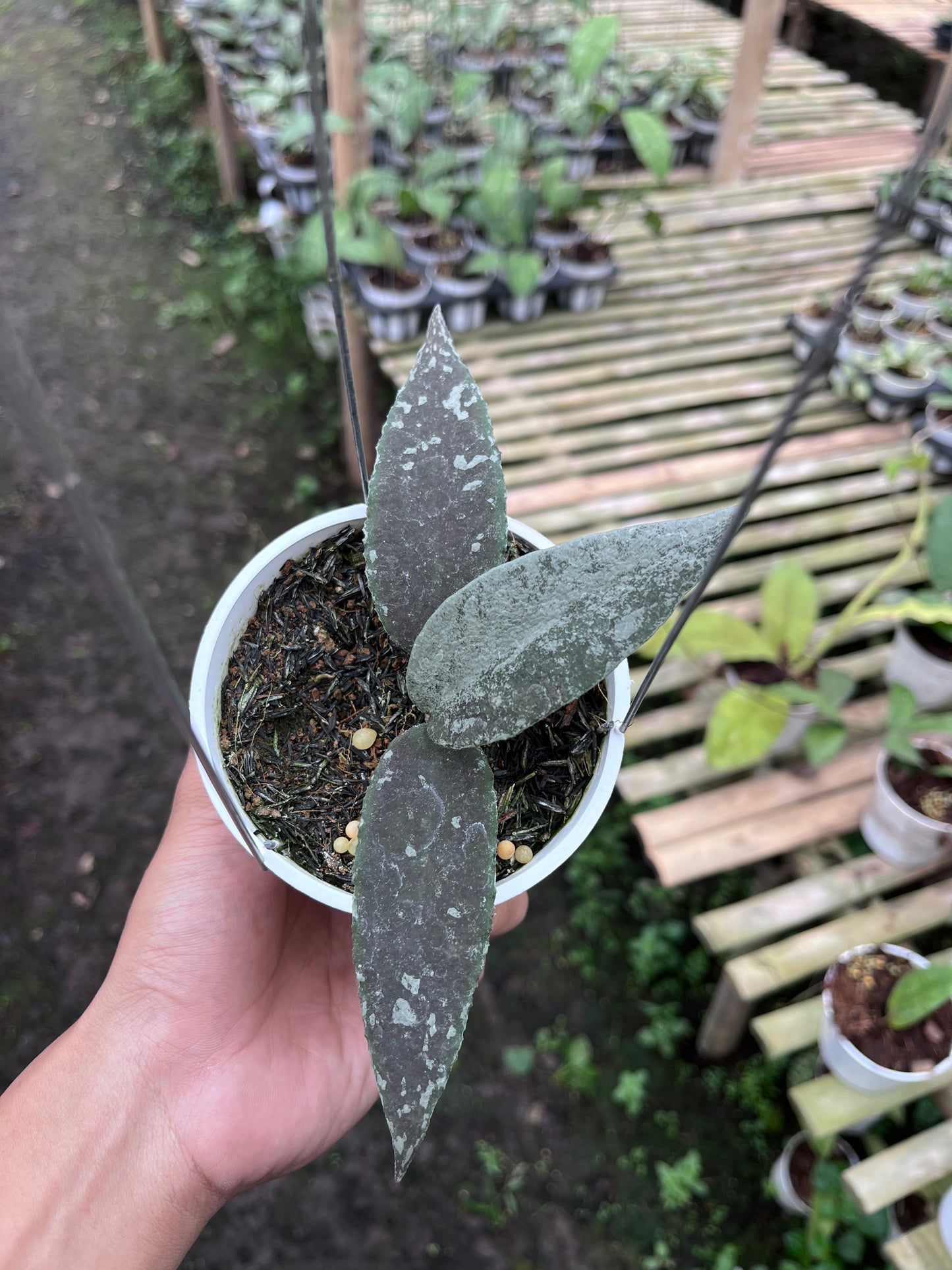 Hoya Flagellata