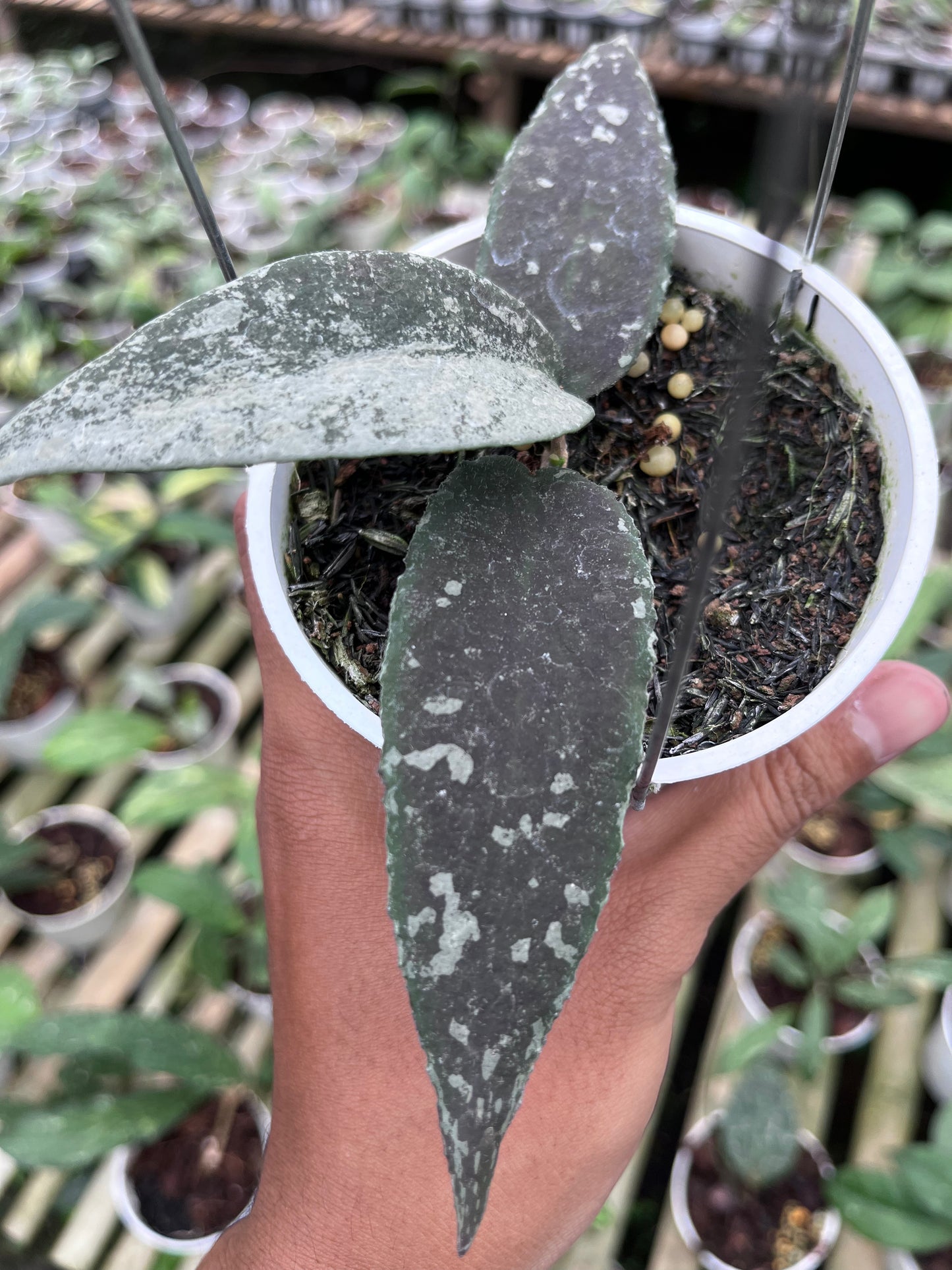 Hoya Flagellata