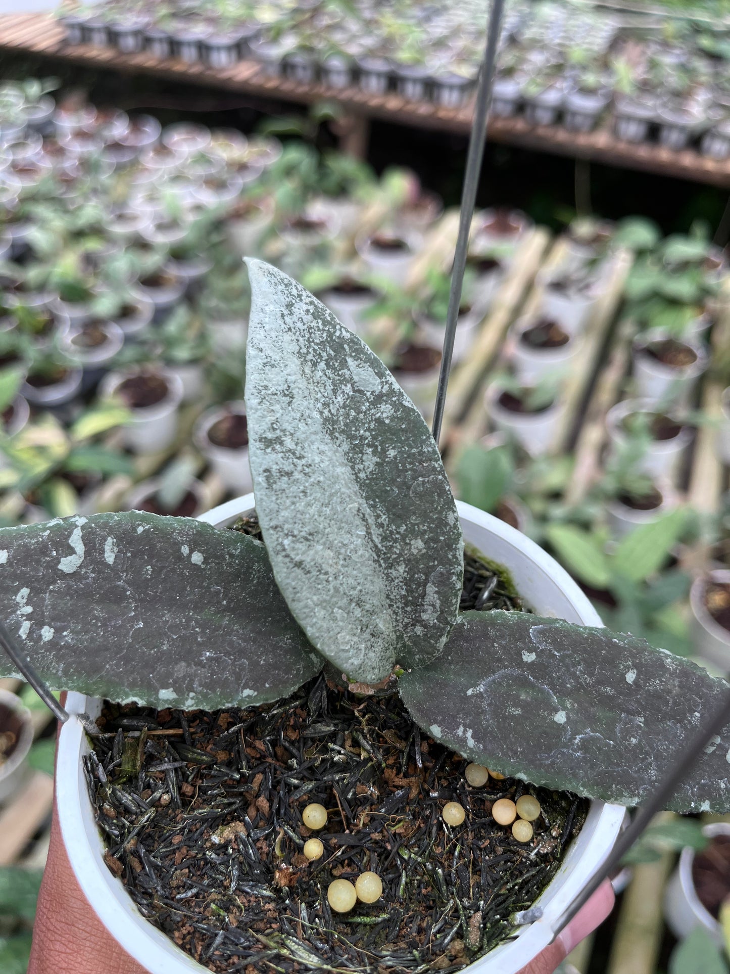 Hoya Flagellata