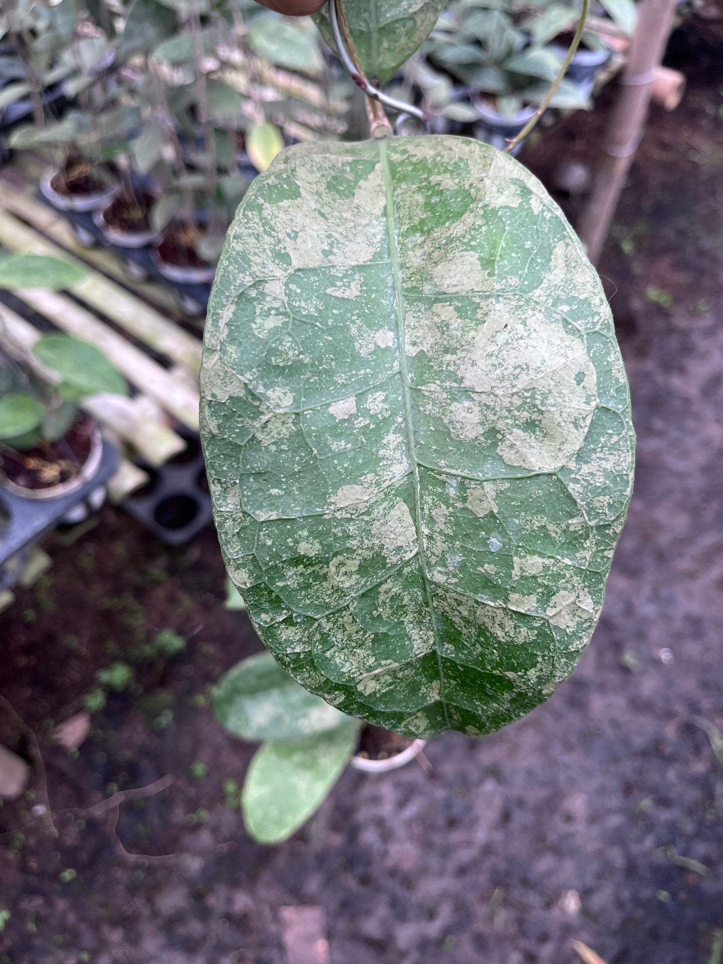 Hoya SLM04 Clone 2