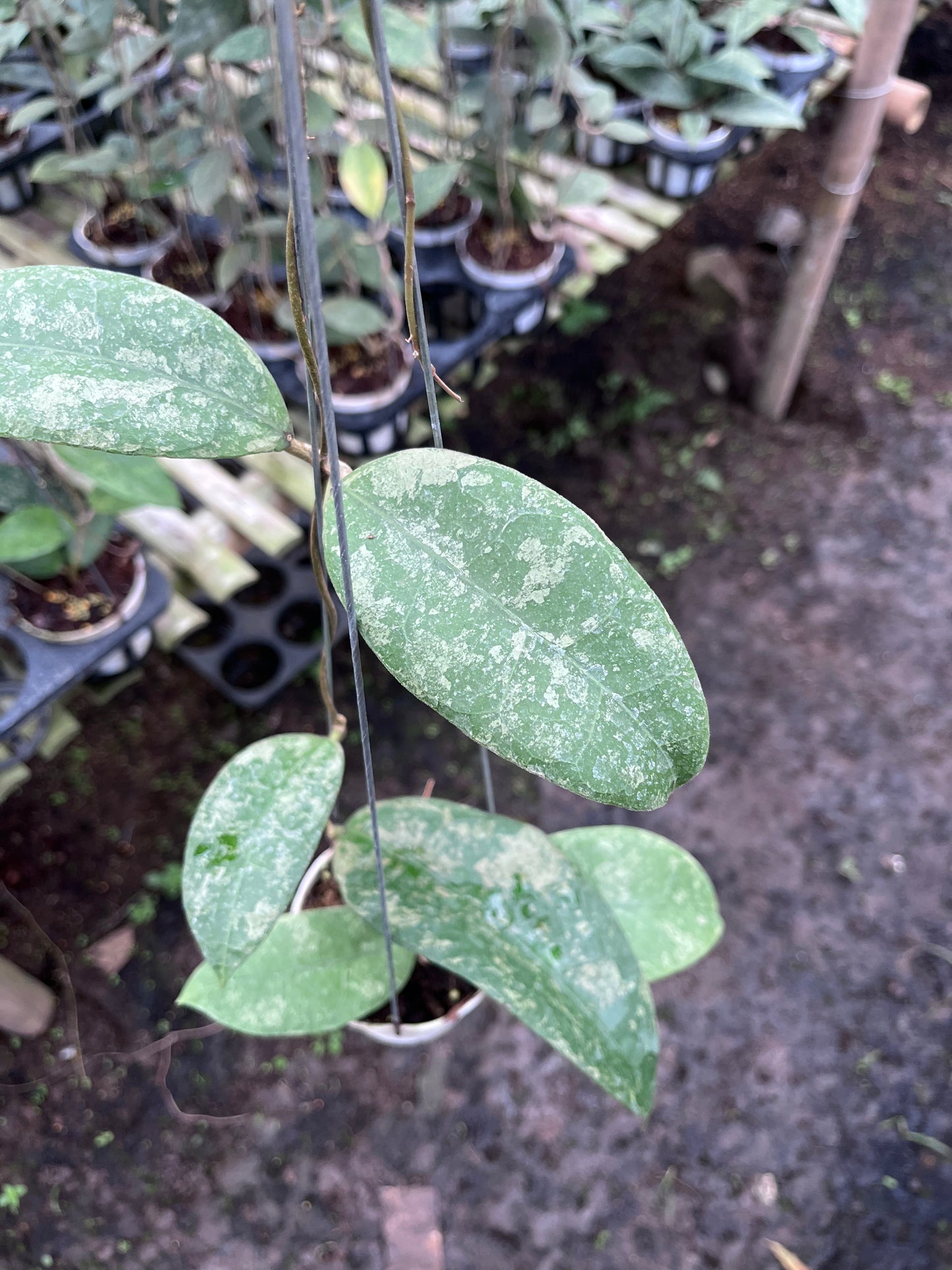 Hoya SLM04 Clone 2