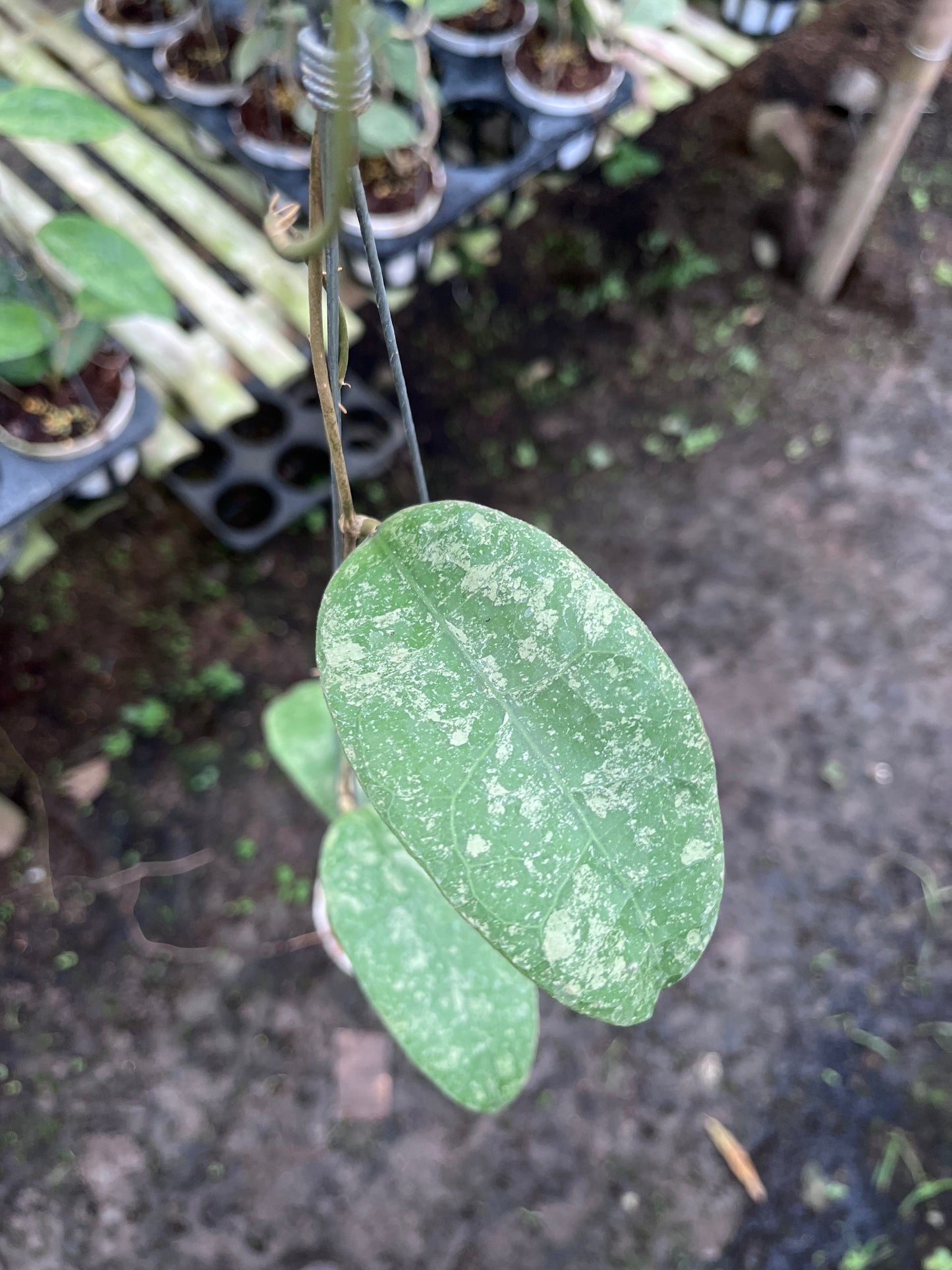 Hoya SLM04 Clone 2