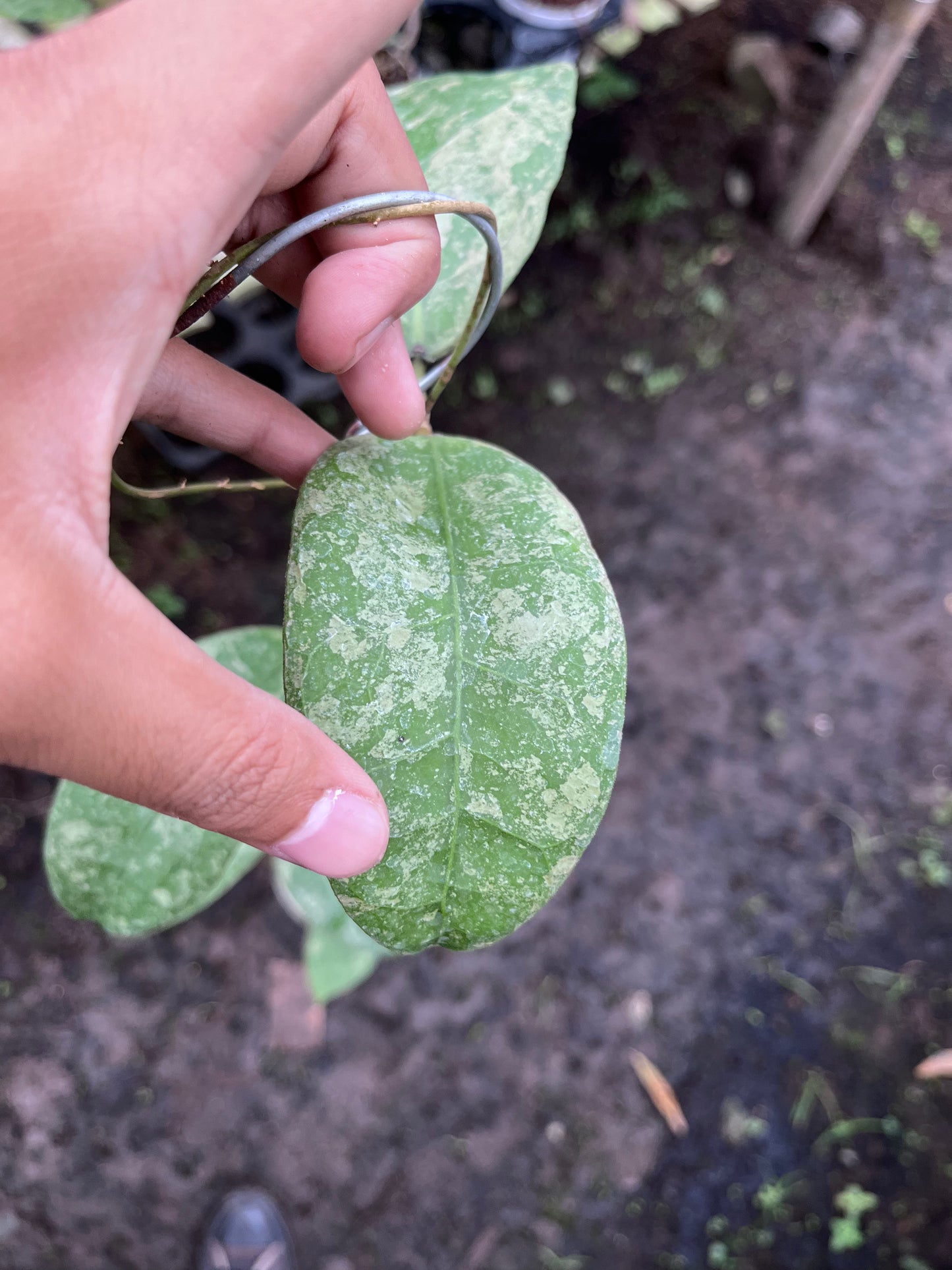 Hoya SLM04 Clone 2