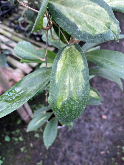 Hoya Incrassata Moonshadow
