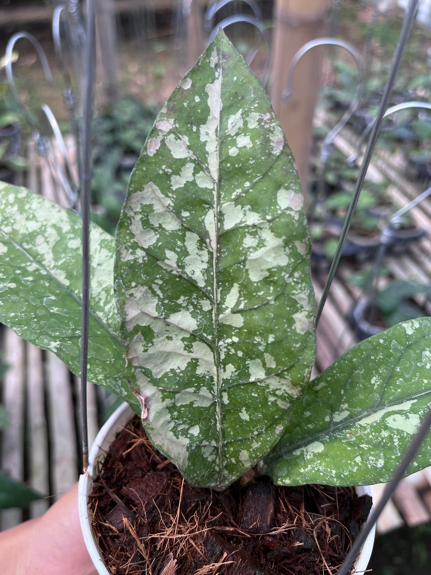 Hoya Bur Senubung
