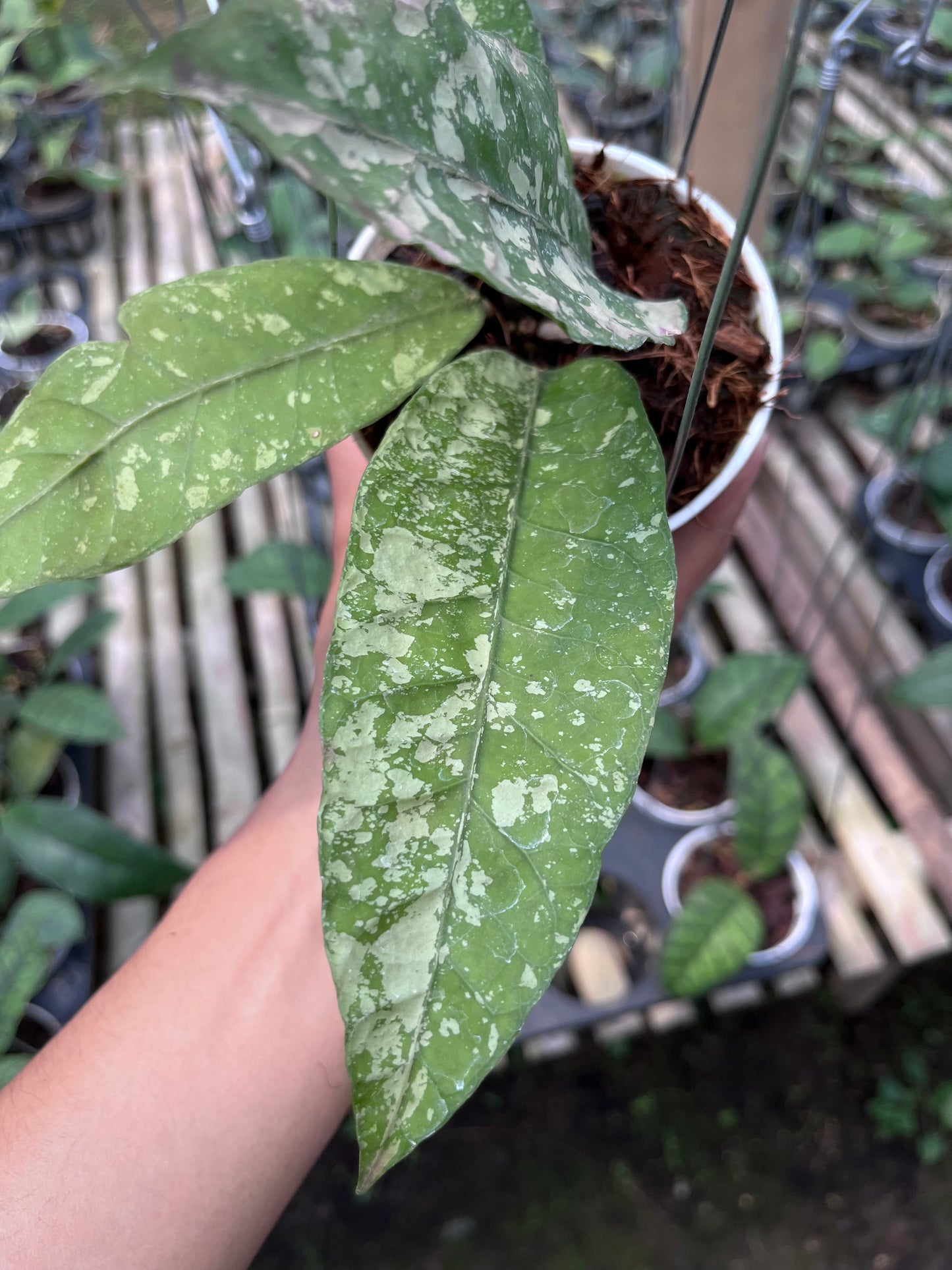 Hoya Bur Senubung