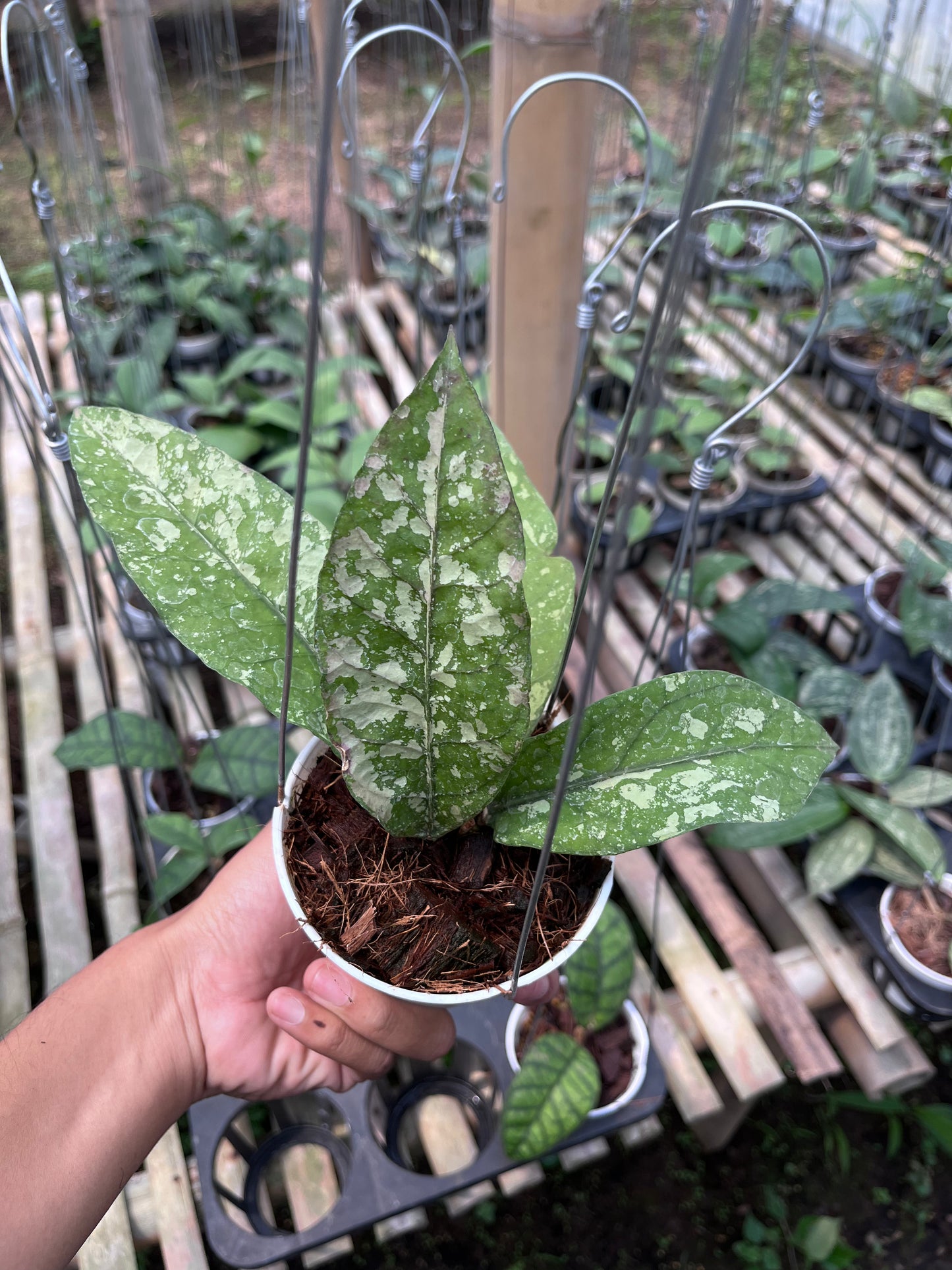 Hoya Bur Senubung
