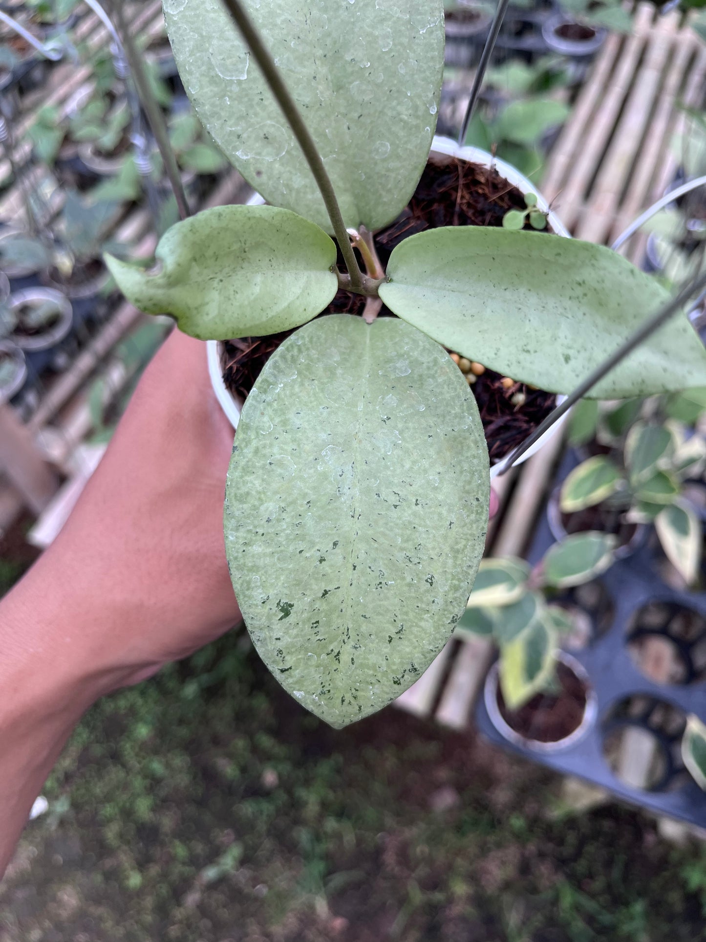 Hoya Menak Sopal